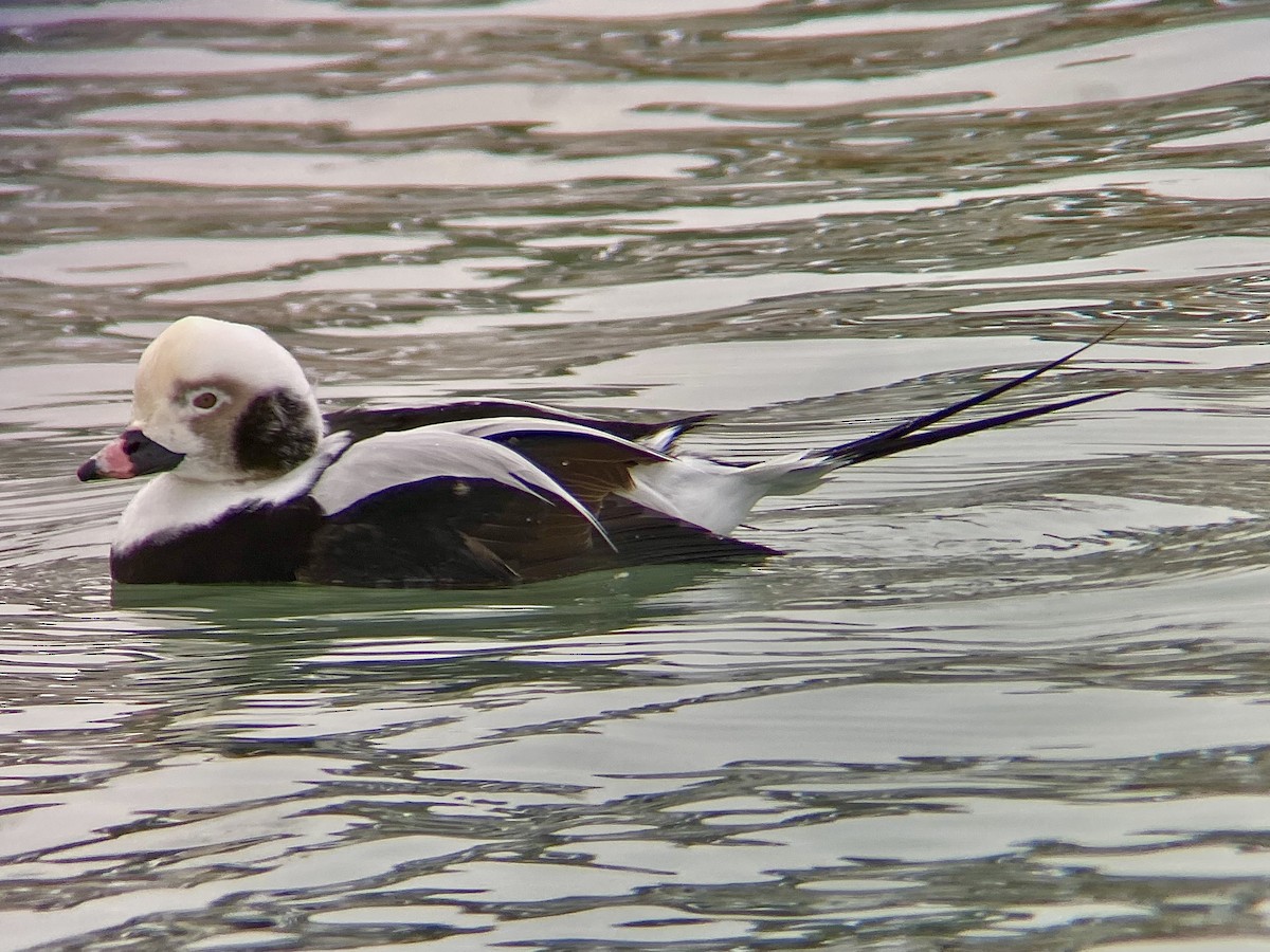 Long-tailed Duck - ML646882396