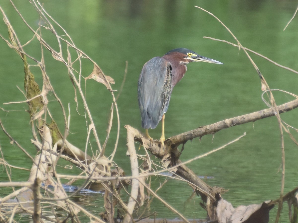 Green Heron - ML646882397