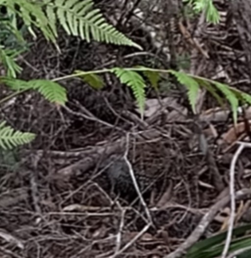 Schwarzbrust-Laufhühnchen - ML646882401