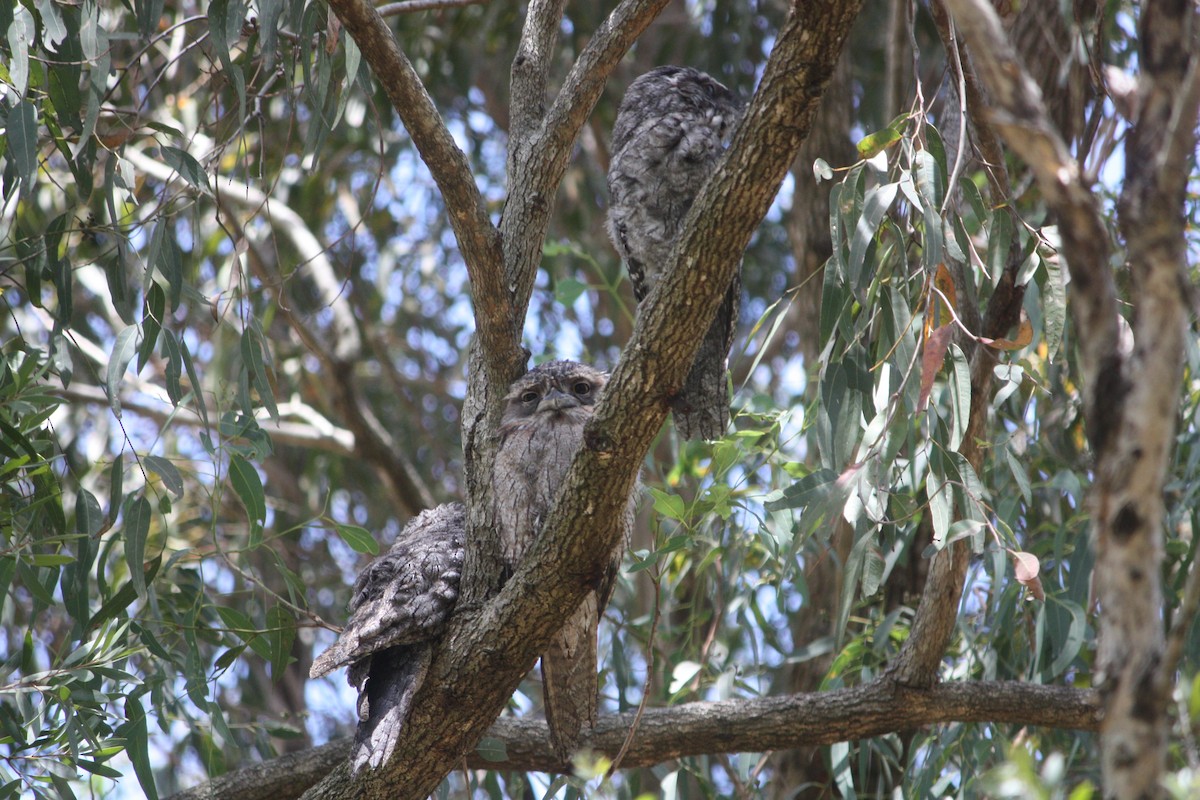 Tawny Frogmouth - ML646882402