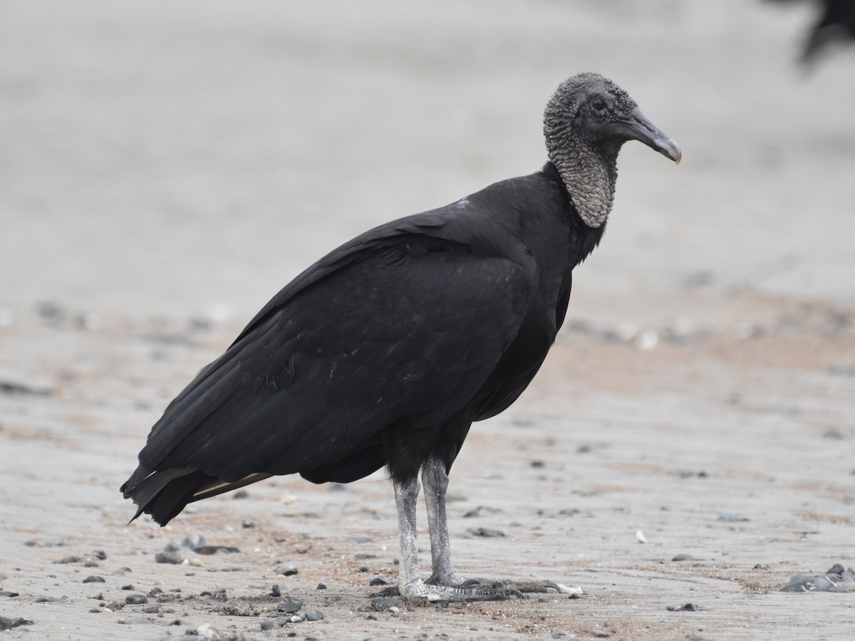 Black Vulture - ML646882403