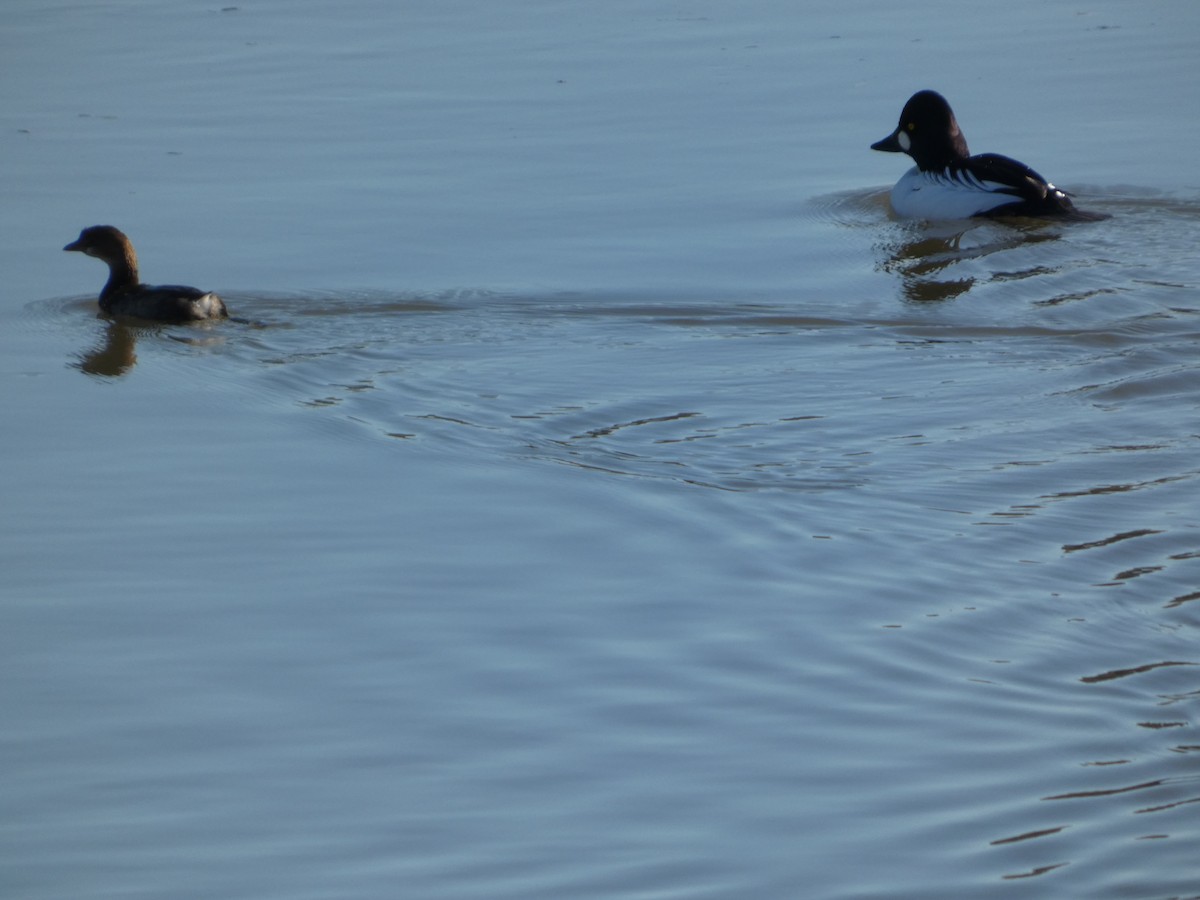Common Goldeneye - ML646882404