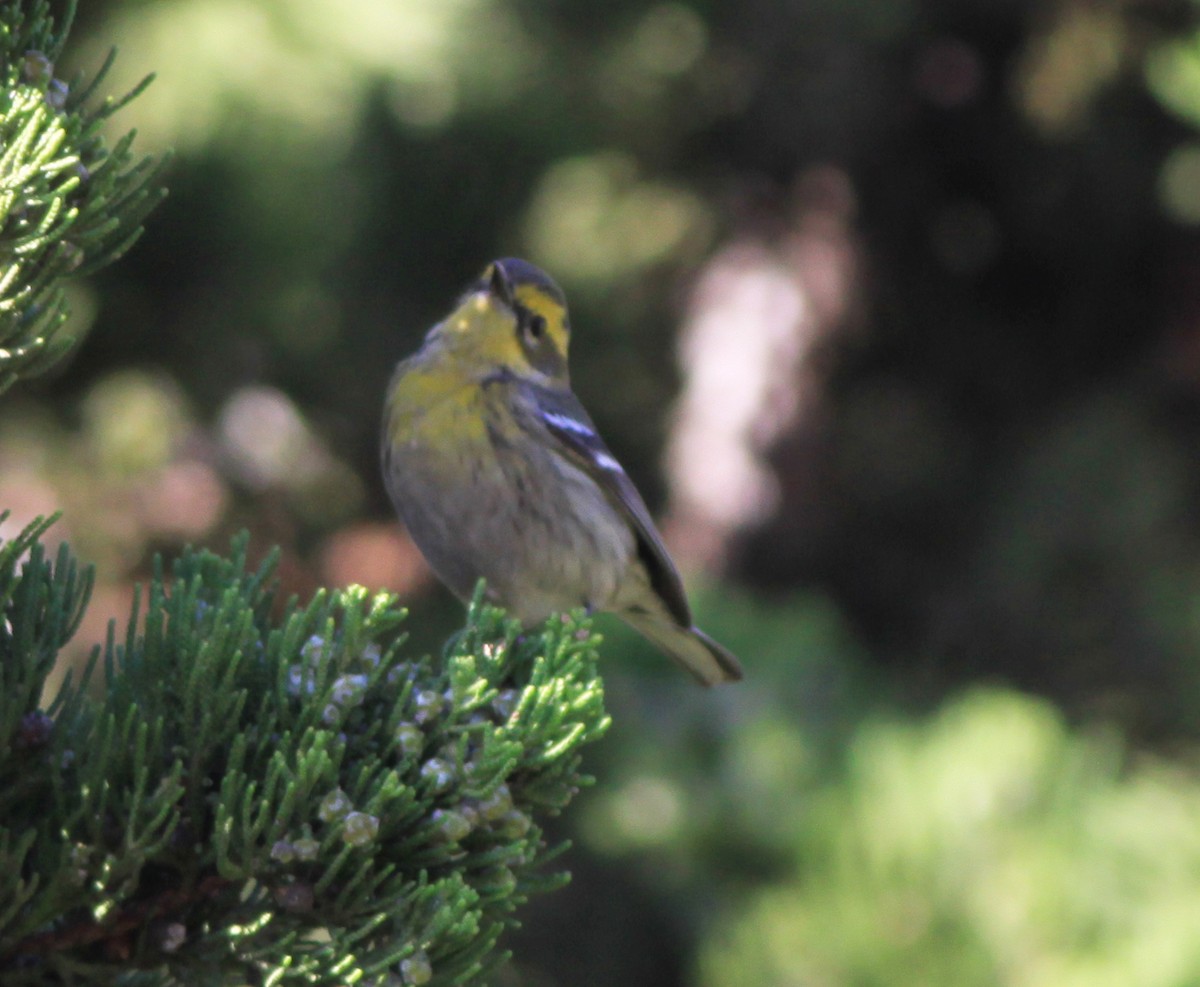 Reinita de Townsend - ML646882406