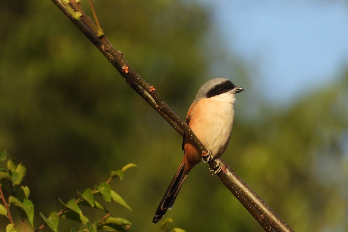 Long-tailed Shrike - ML646882407