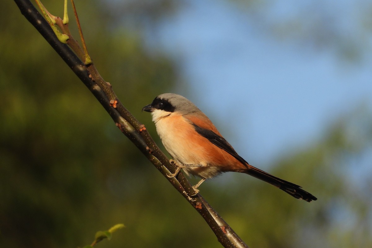 Long-tailed Shrike - ML646882408