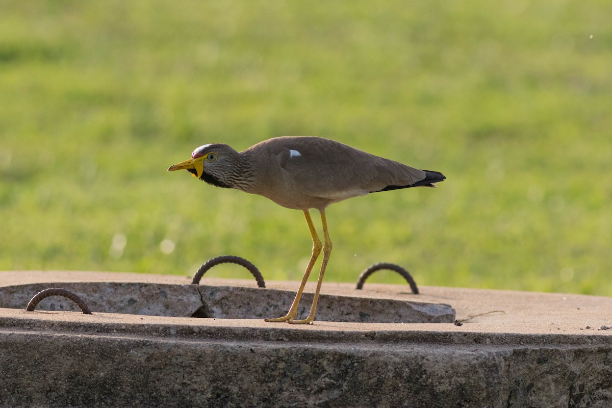 Wattled Lapwing - ML646882409