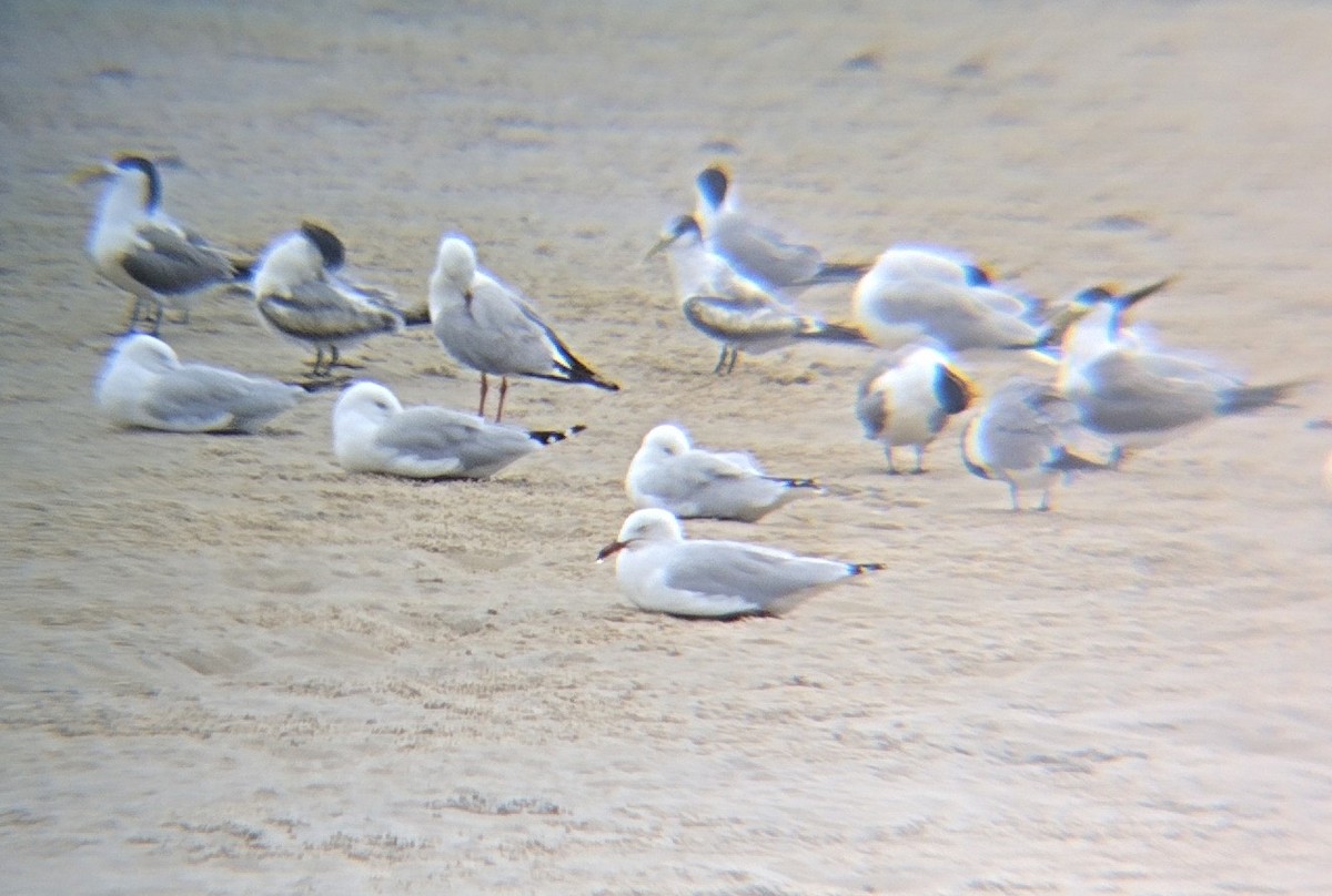 Eilseeschwalbe - ML646882410