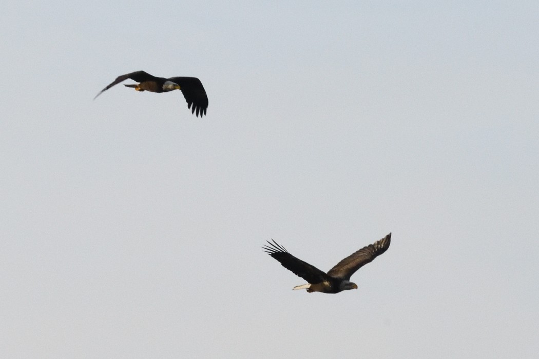 orel bělohlavý - ML646882411