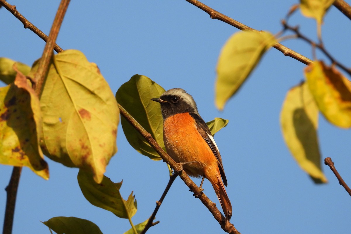 Daurian Redstart - ML646882412