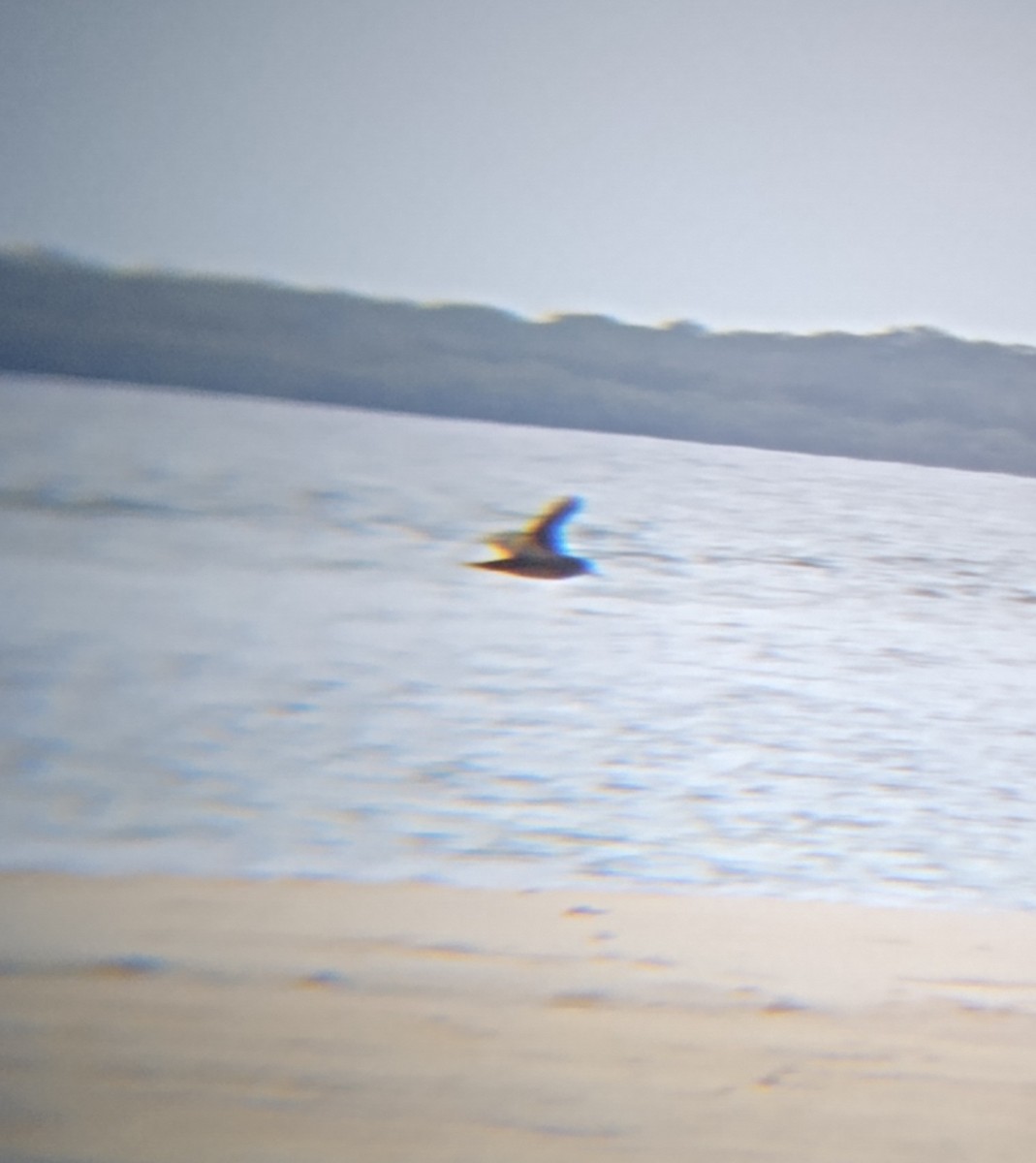 Kurzschwanz-Sturmtaucher - ML646882413