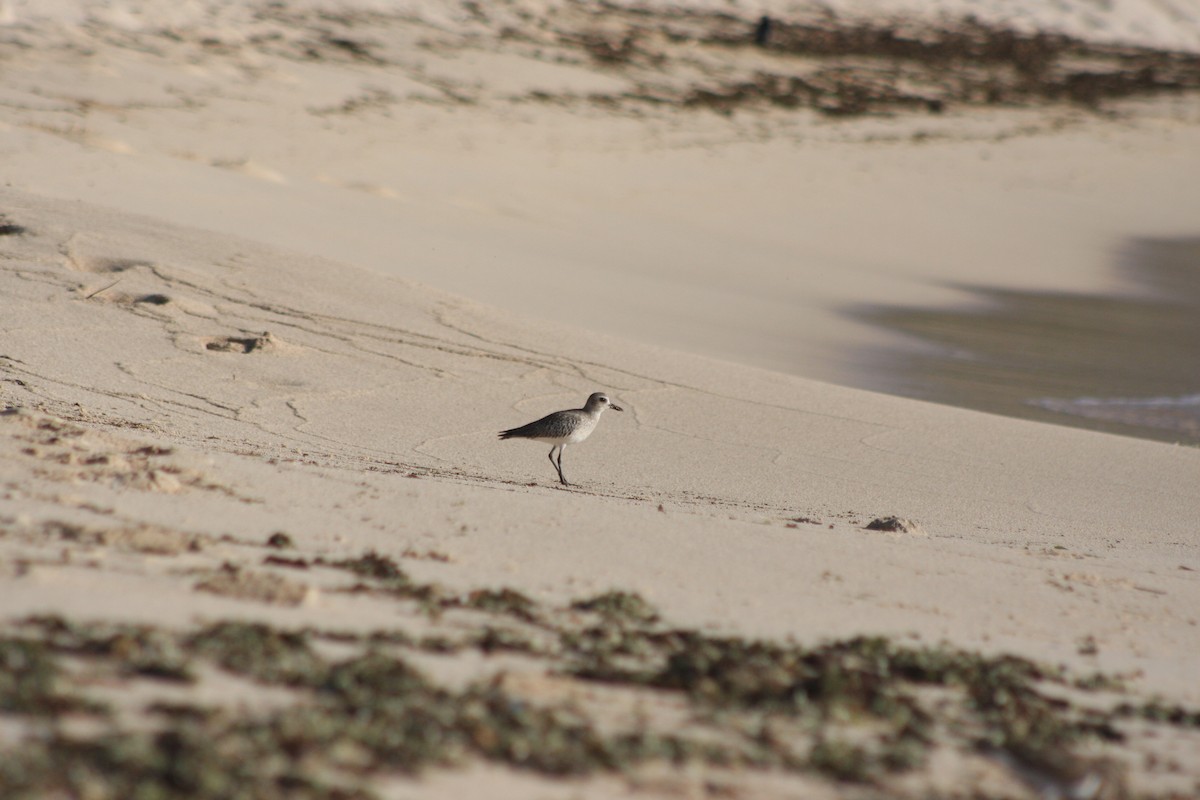 Txirri grisa - ML646882414