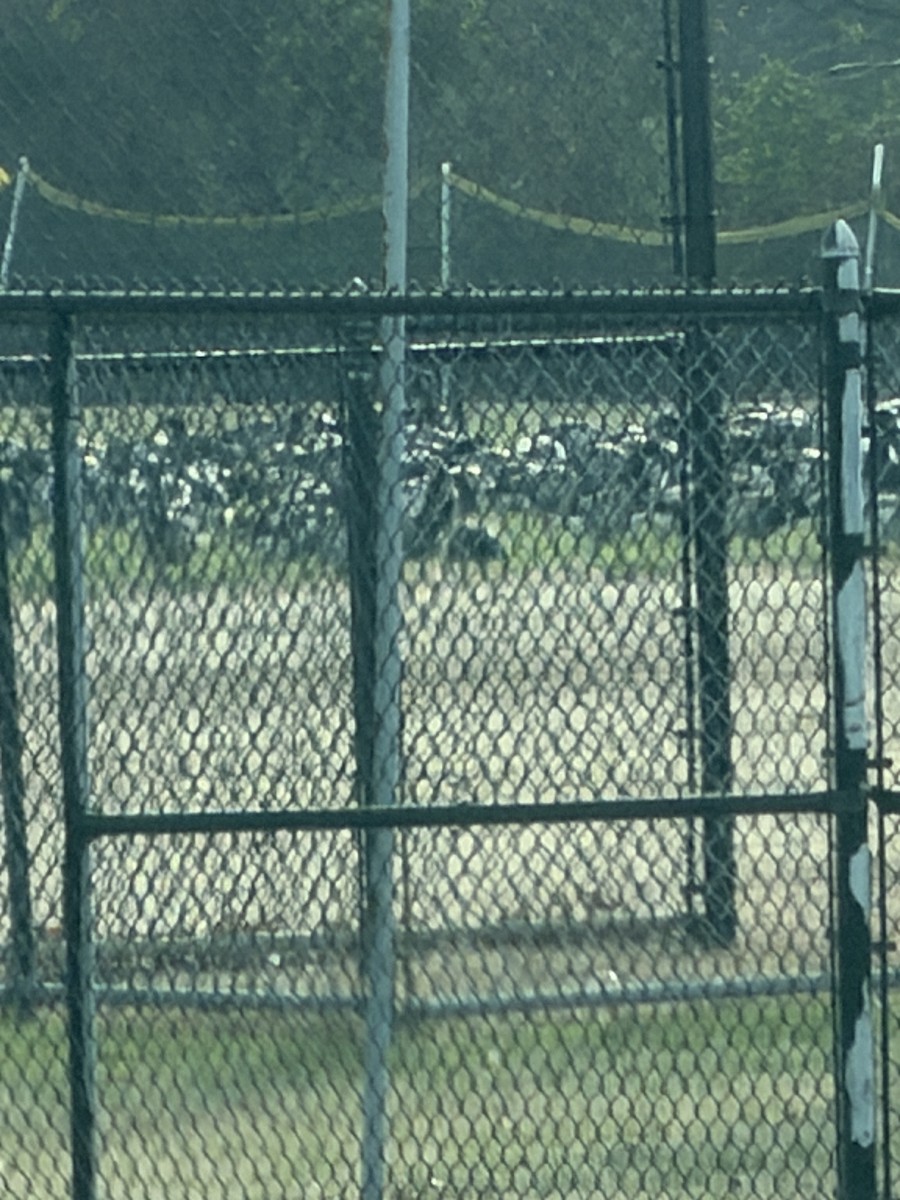 Чёрная казарка - ML646882416