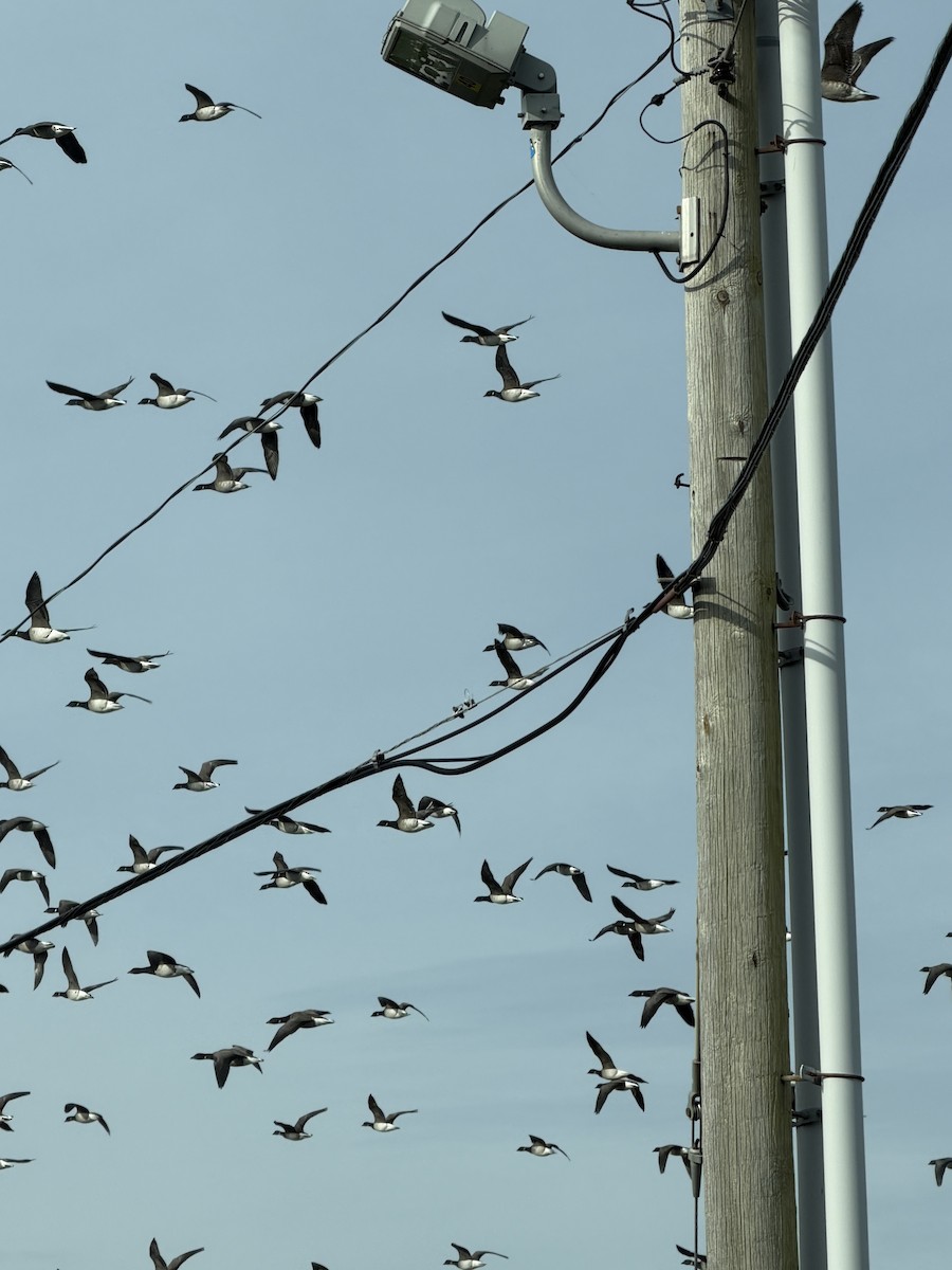 Чёрная казарка - ML646882417