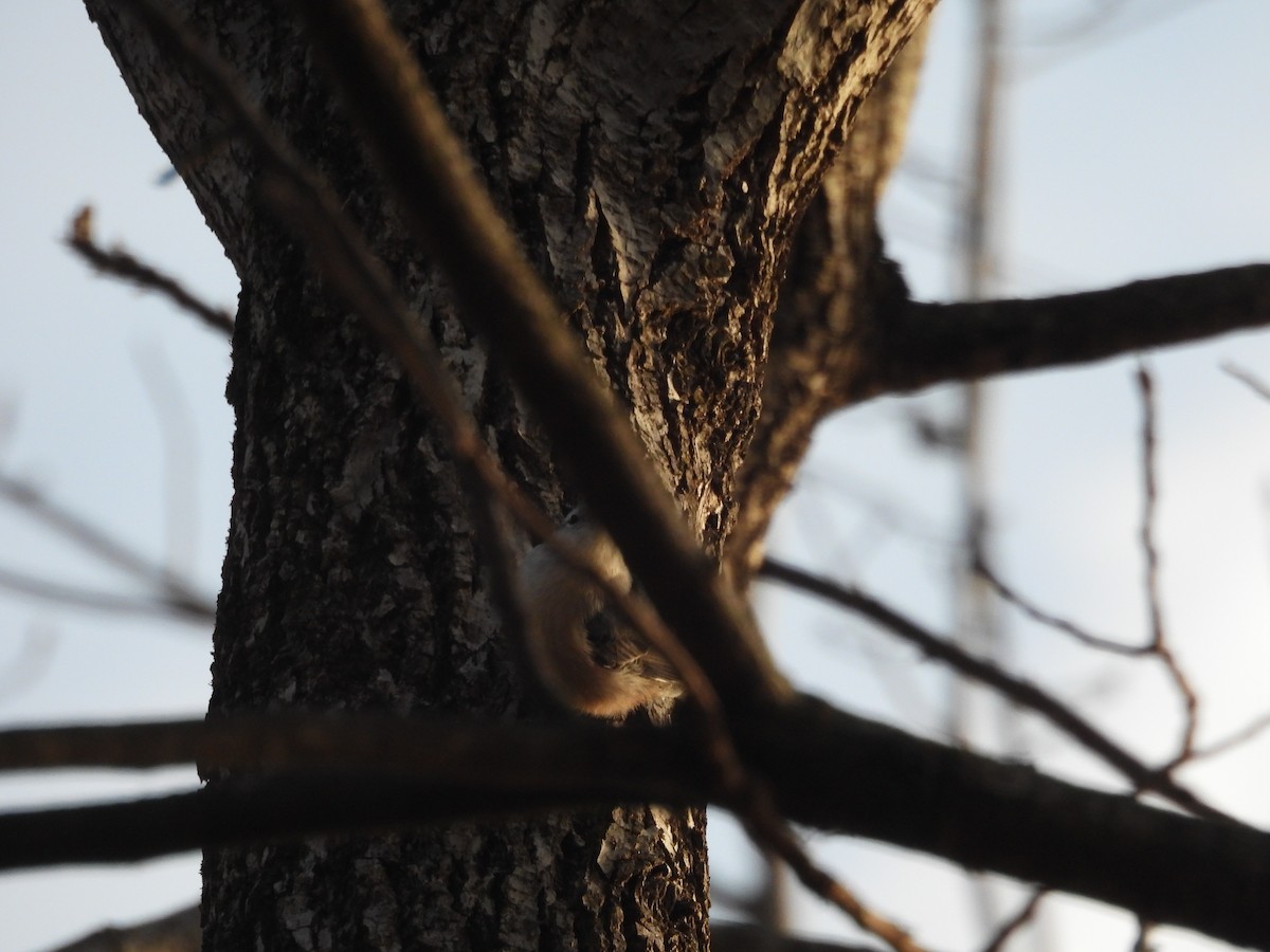 White-breasted Nuthatch - ML646882418
