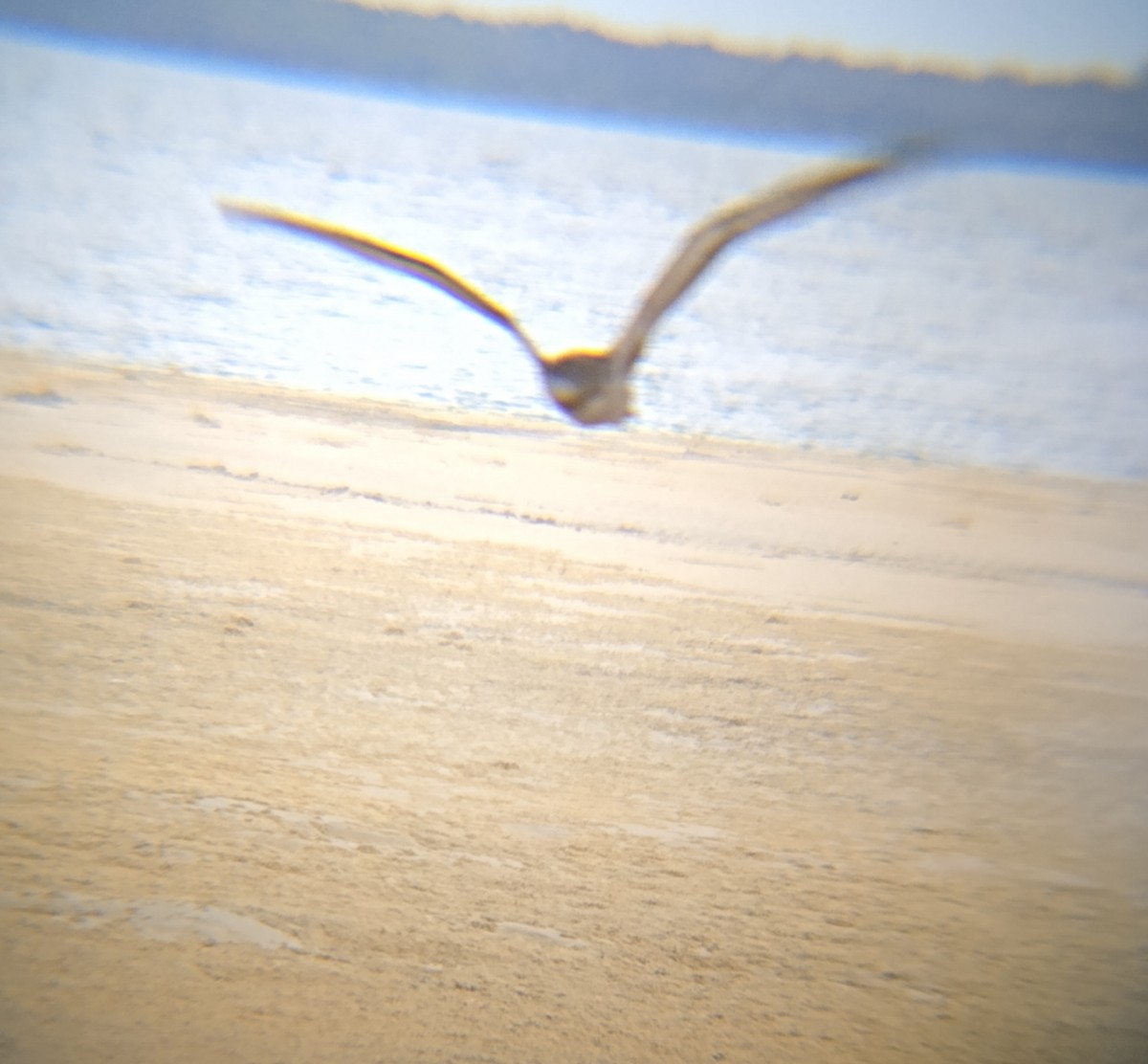 Kurzschwanz-Sturmtaucher - ML646882419