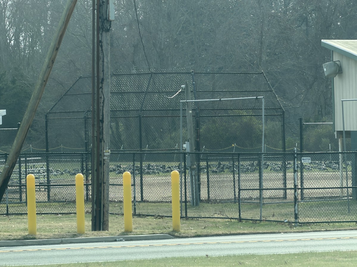 Чёрная казарка - ML646882420