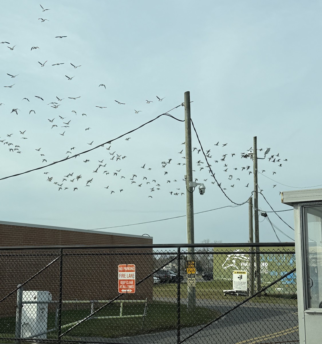 Чёрная казарка - ML646882421