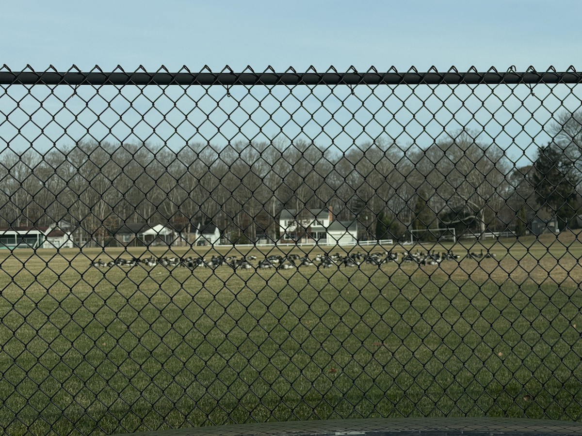 Чёрная казарка - ML646882422