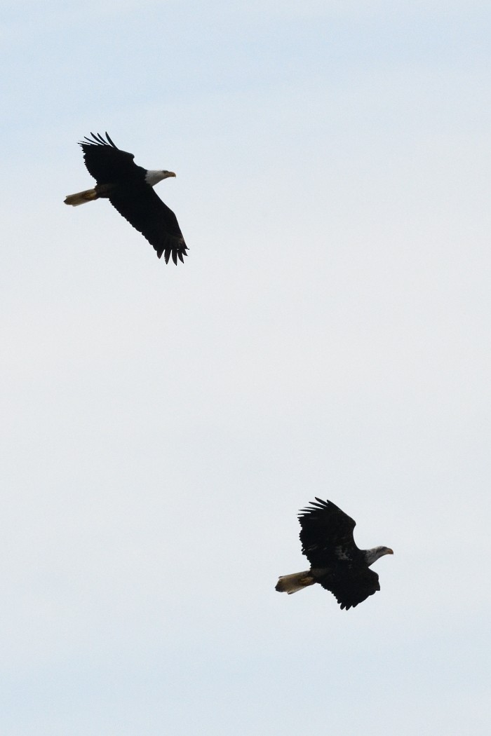 orel bělohlavý - ML646882424