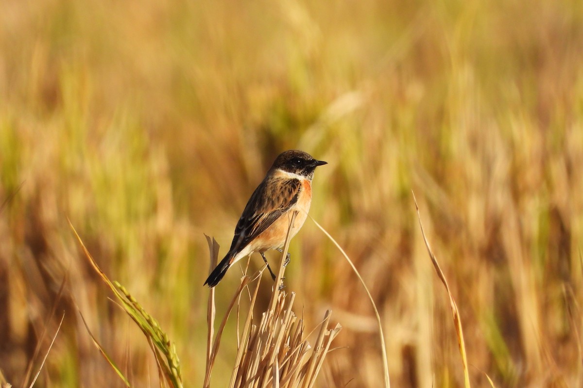 Amur Stonechat - ML646882428