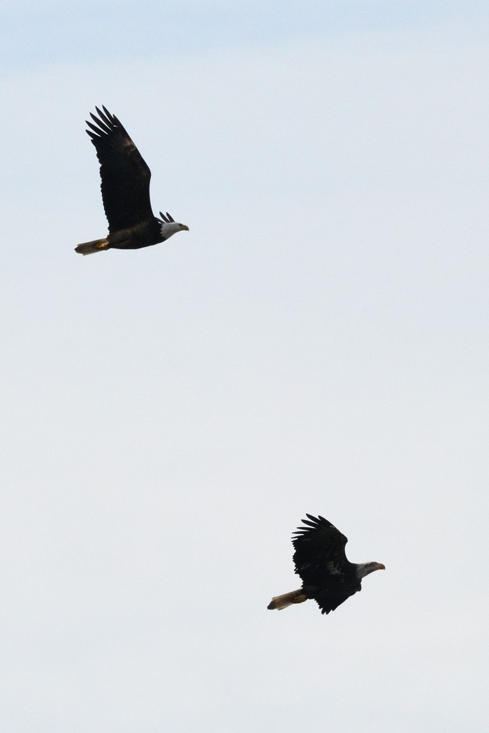 orel bělohlavý - ML646882429