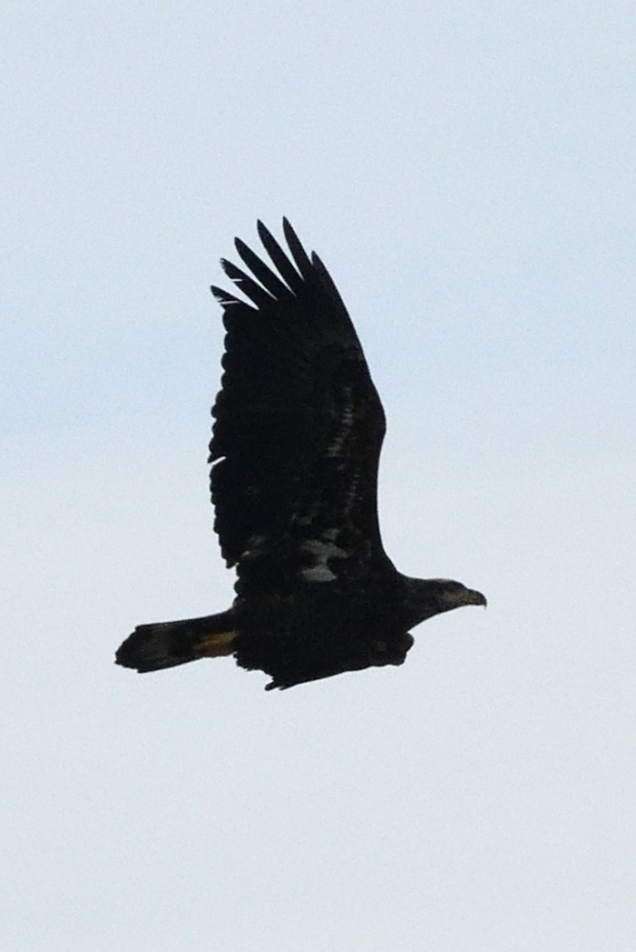 orel bělohlavý - ML646882430