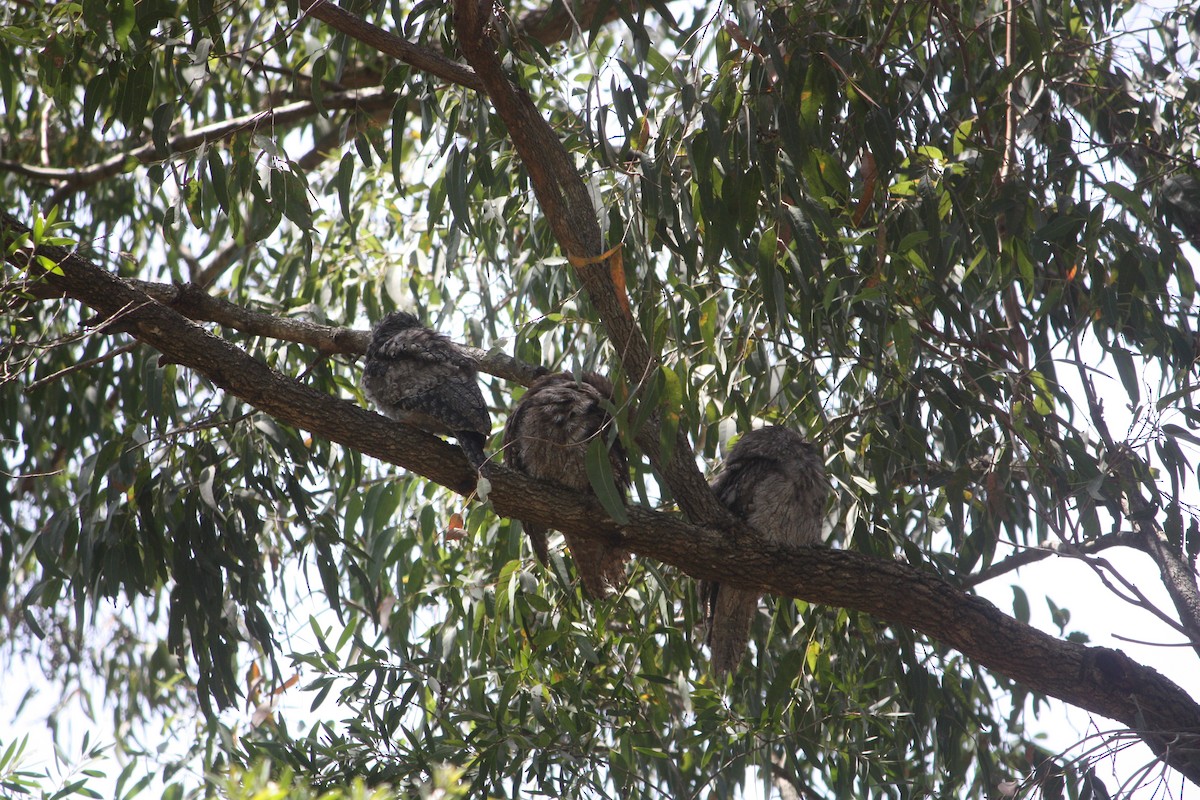 Tawny Frogmouth - ML646882432