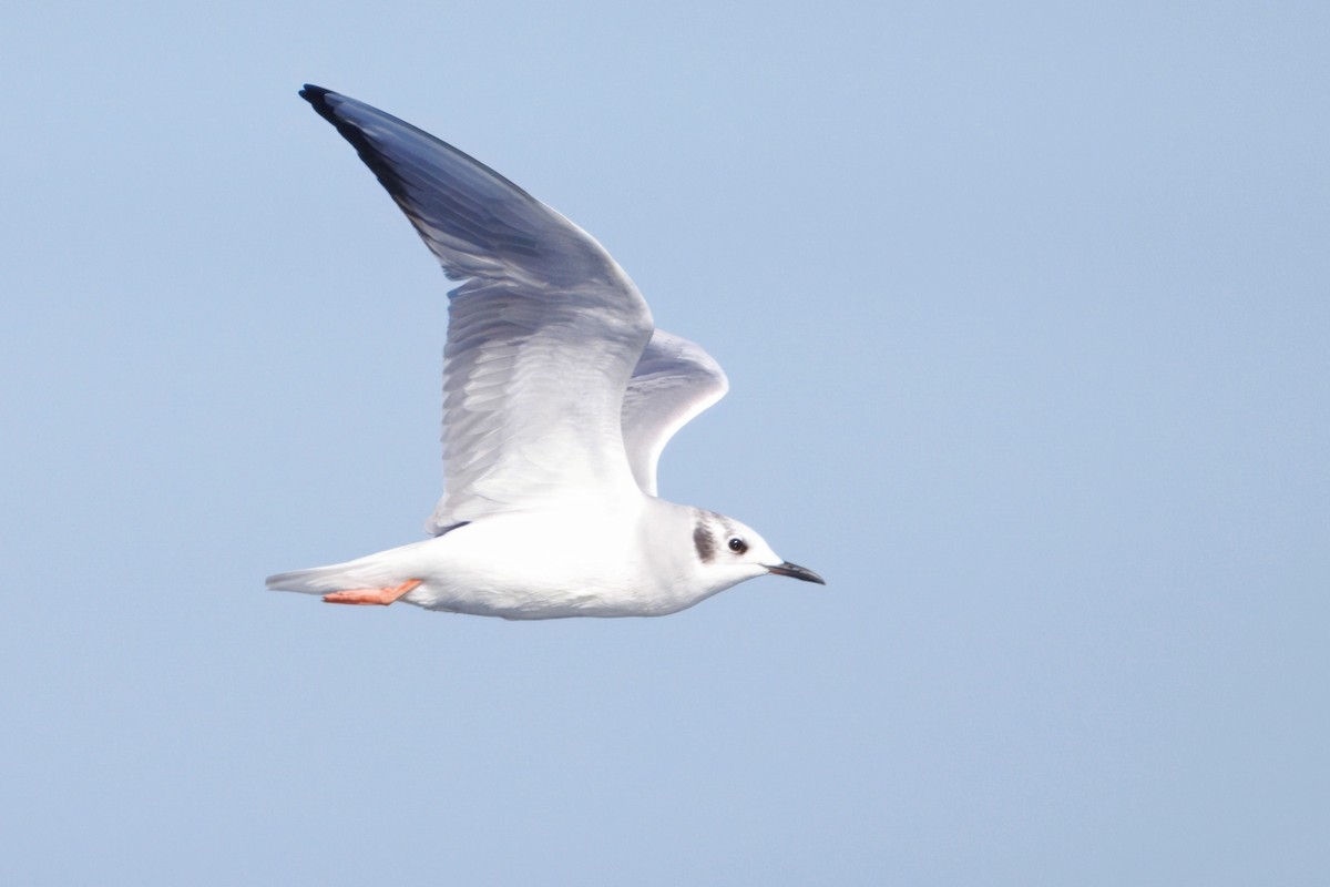 Gaviota de Bonaparte - ML646882433
