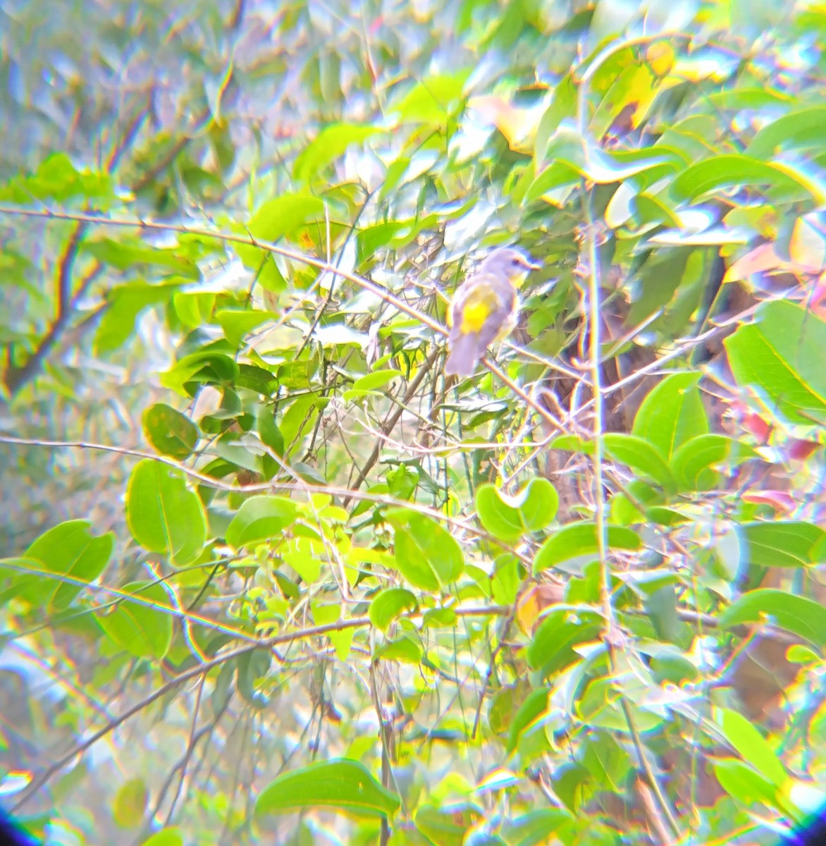 Eastern Yellow Robin - ML646882434