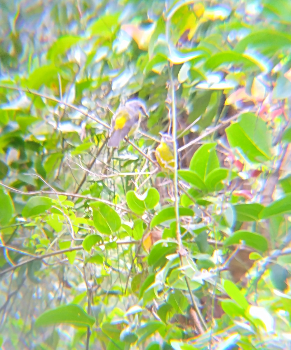 Eastern Yellow Robin - ML646882435