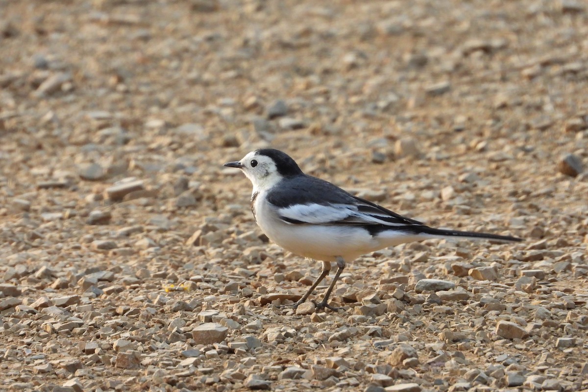 linerle - ML646882436