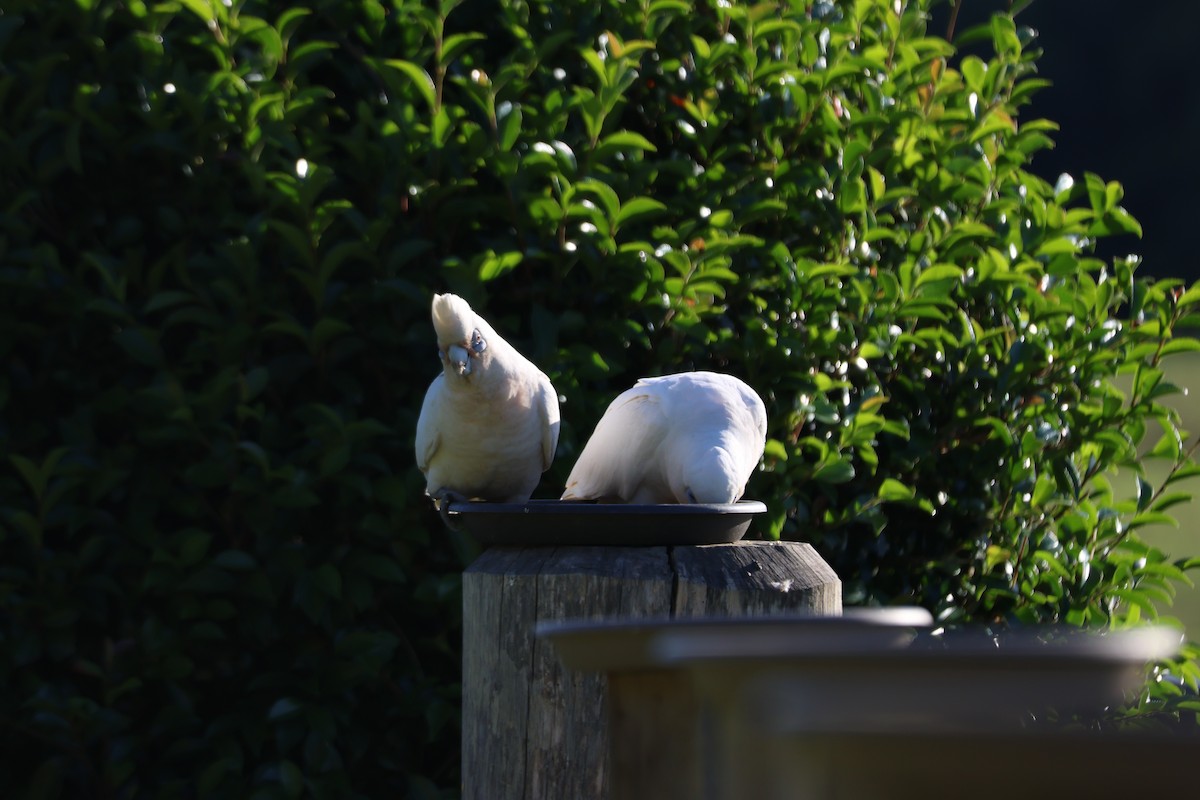 korellakakadu - ML646882437