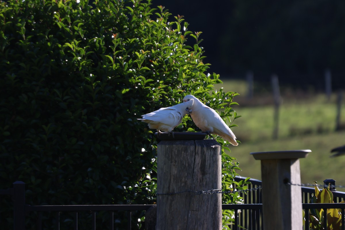 korellakakadu - ML646882438