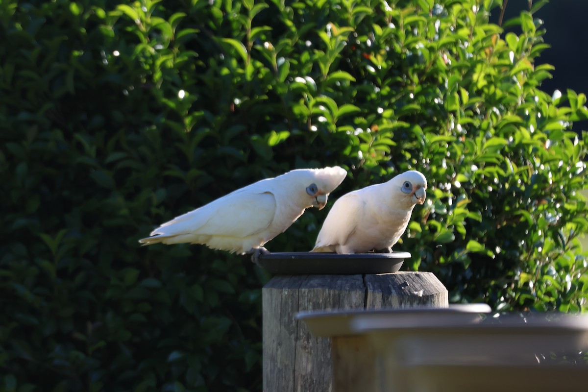 korellakakadu - ML646882439