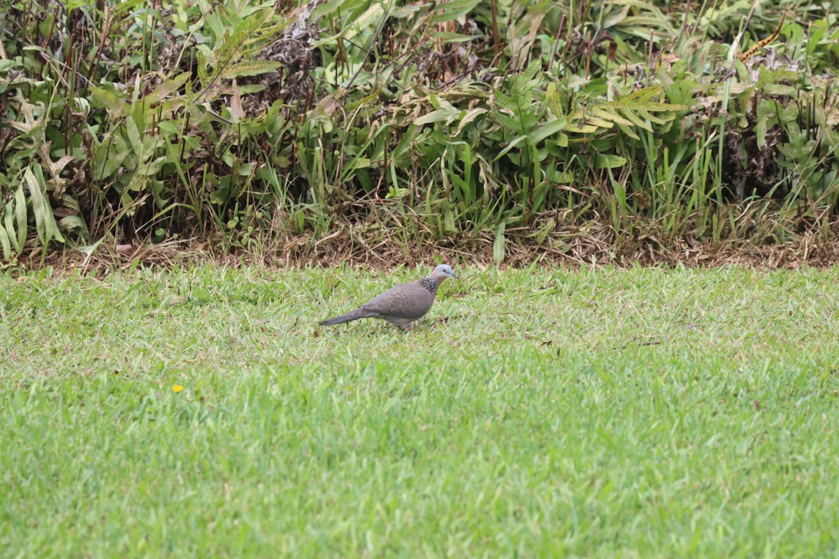 perlekragedue - ML646882440