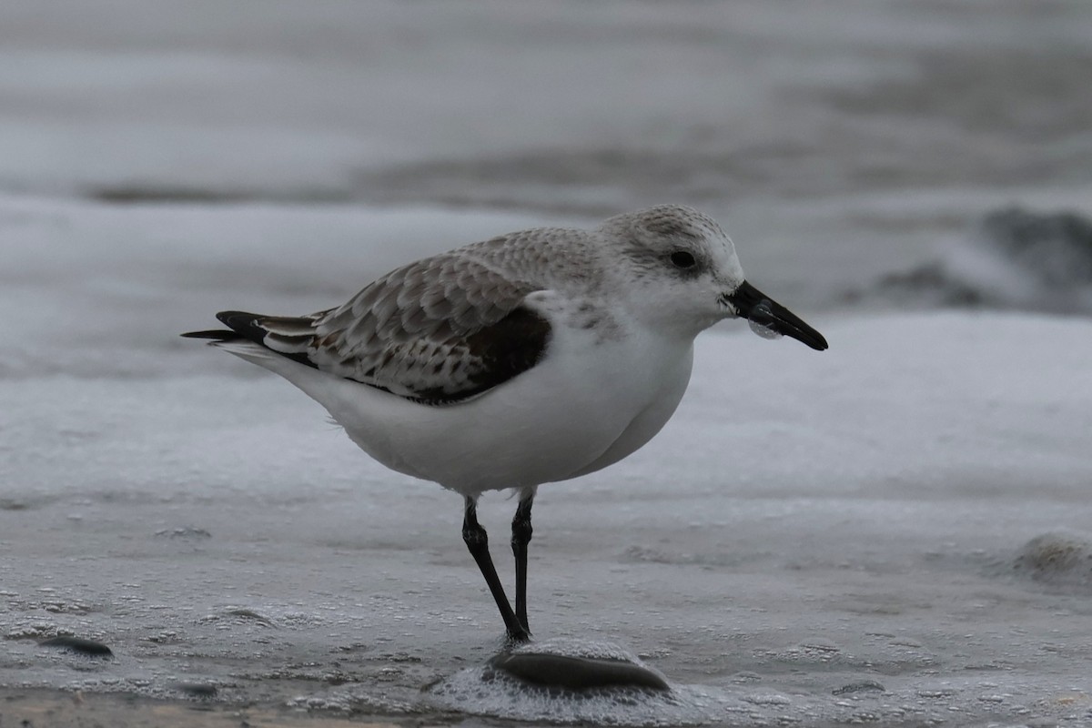 sandløper - ML646882441