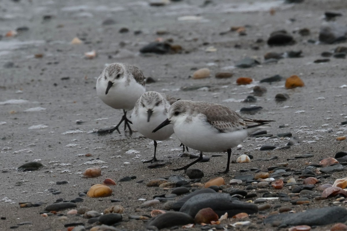 sandløper - ML646882442