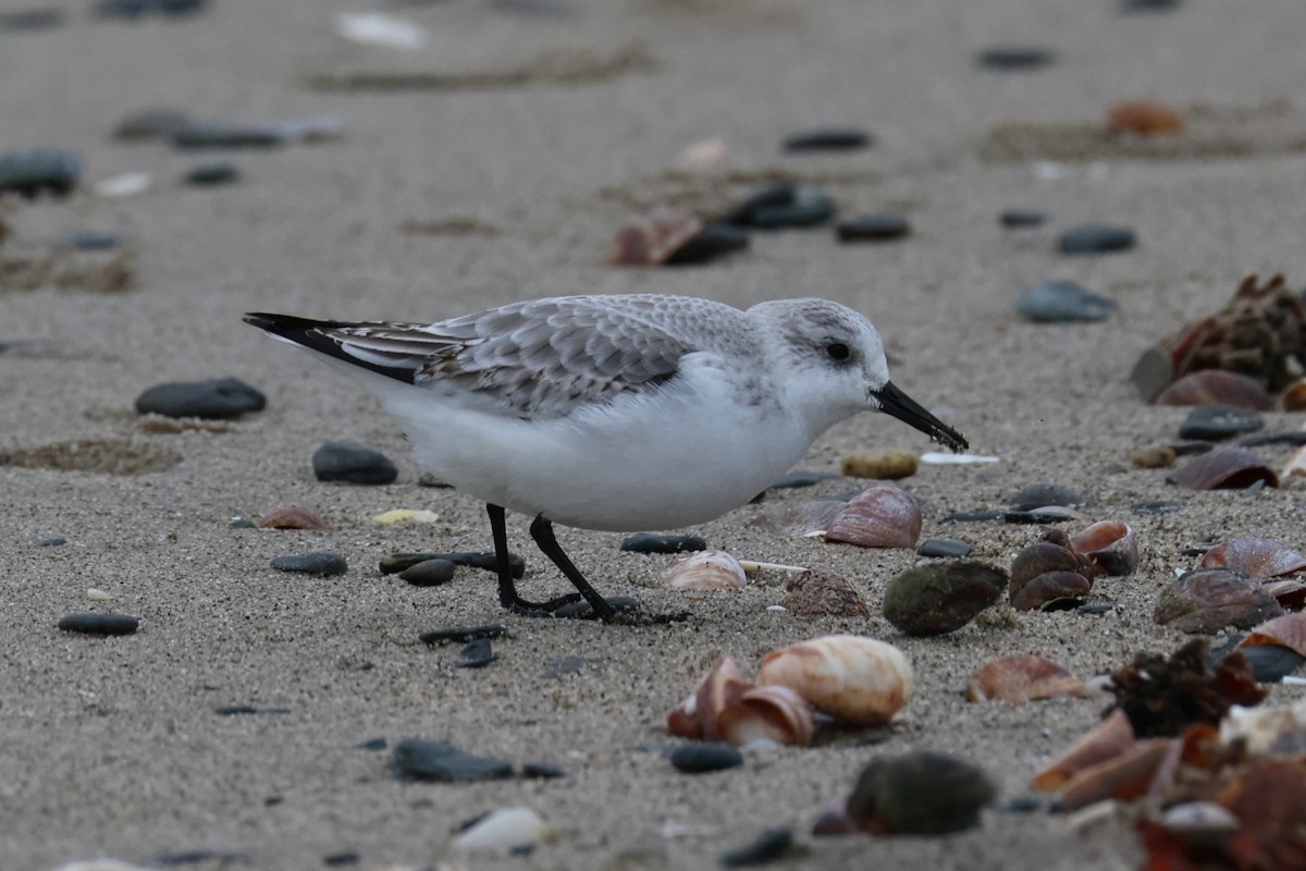 sandløper - ML646882443