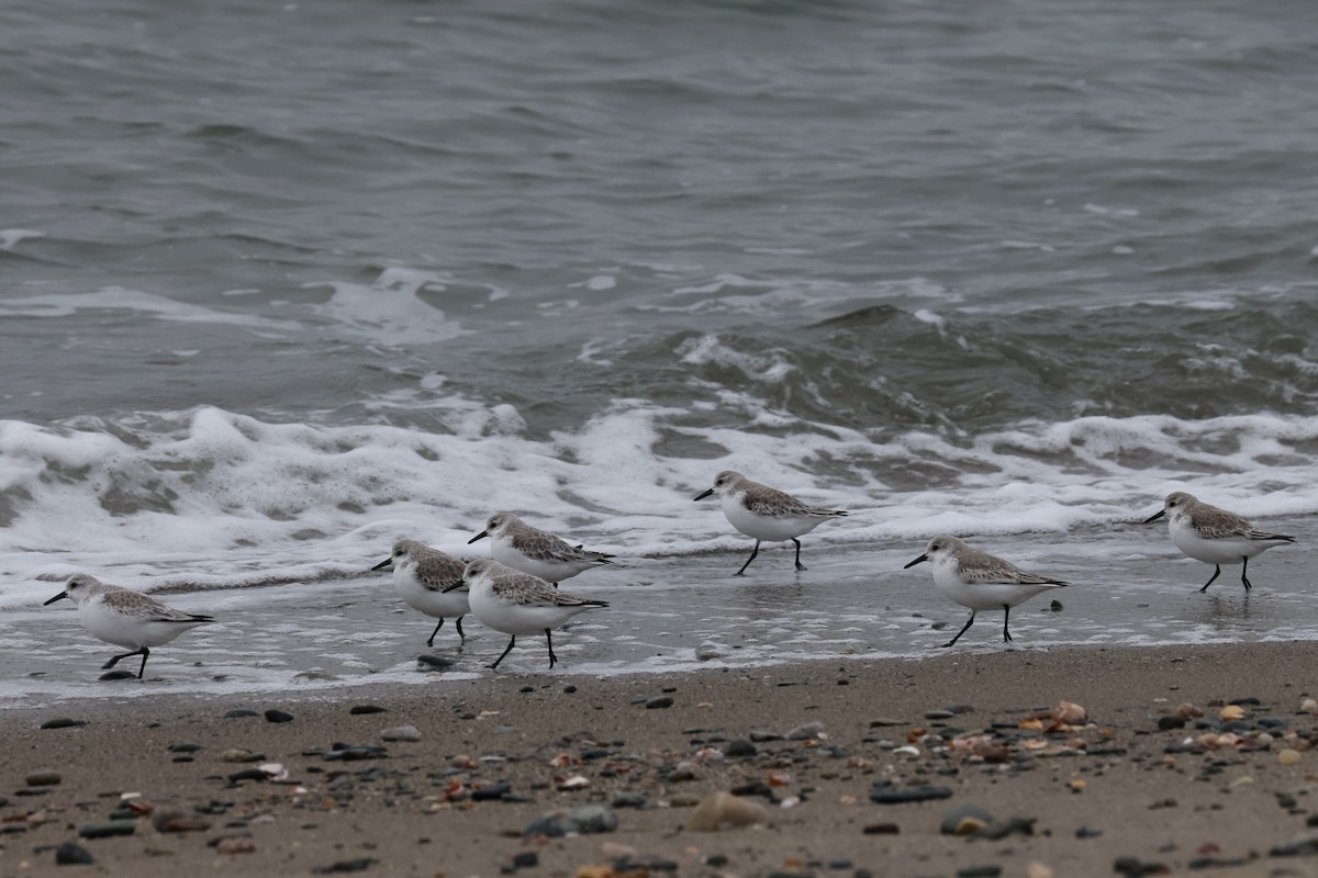 sandløper - ML646882445