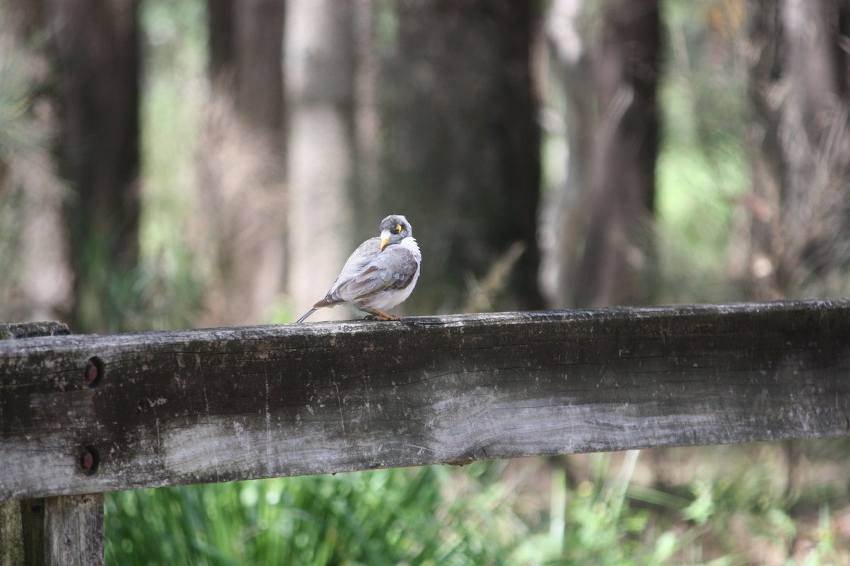 skravlehonningeter - ML646882446