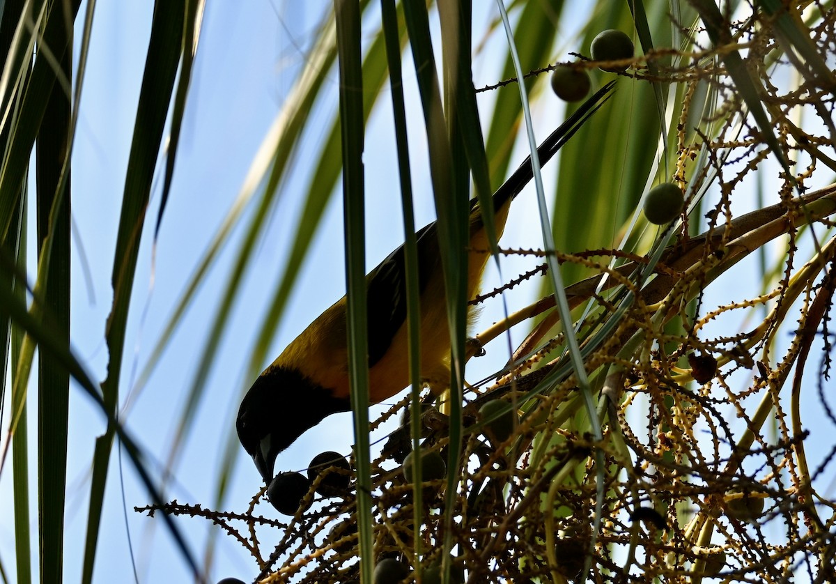 sitrontrupial - ML646882447