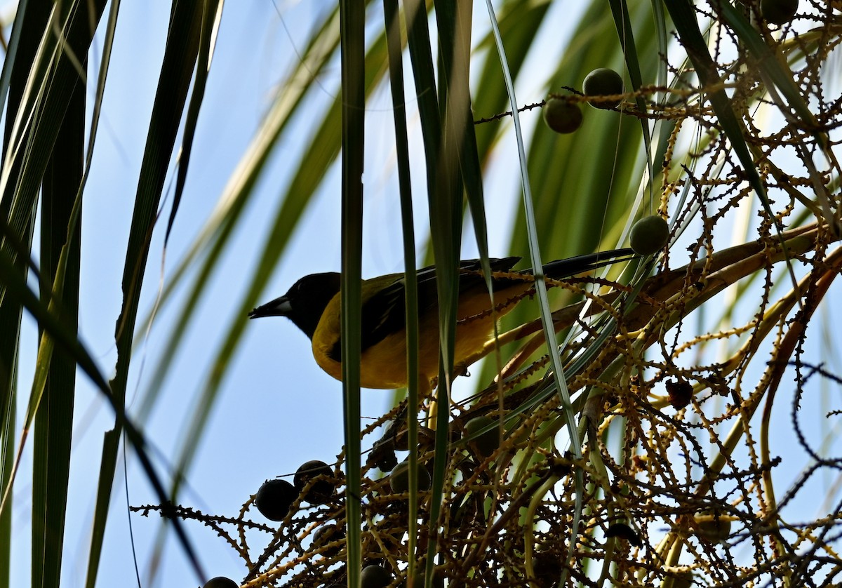 sitrontrupial - ML646882448