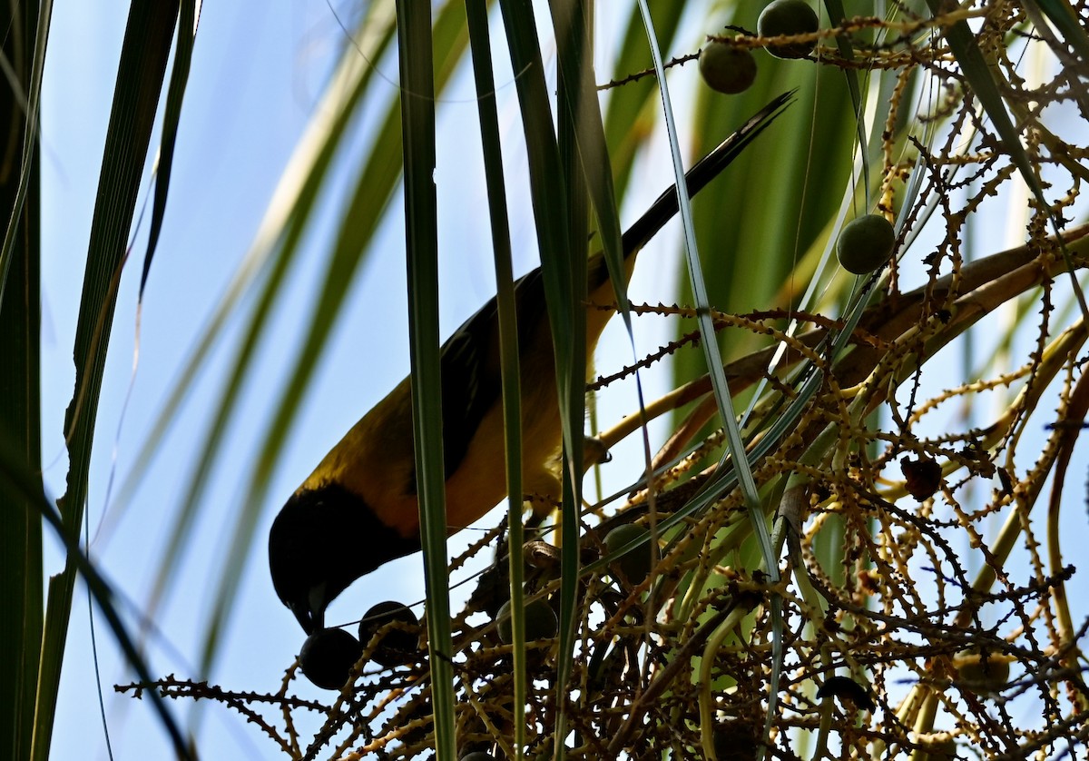 sitrontrupial - ML646882449