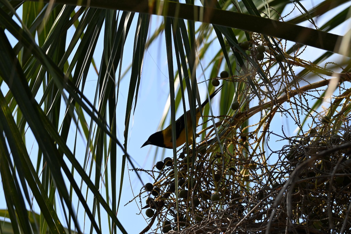 sitrontrupial - ML646882450