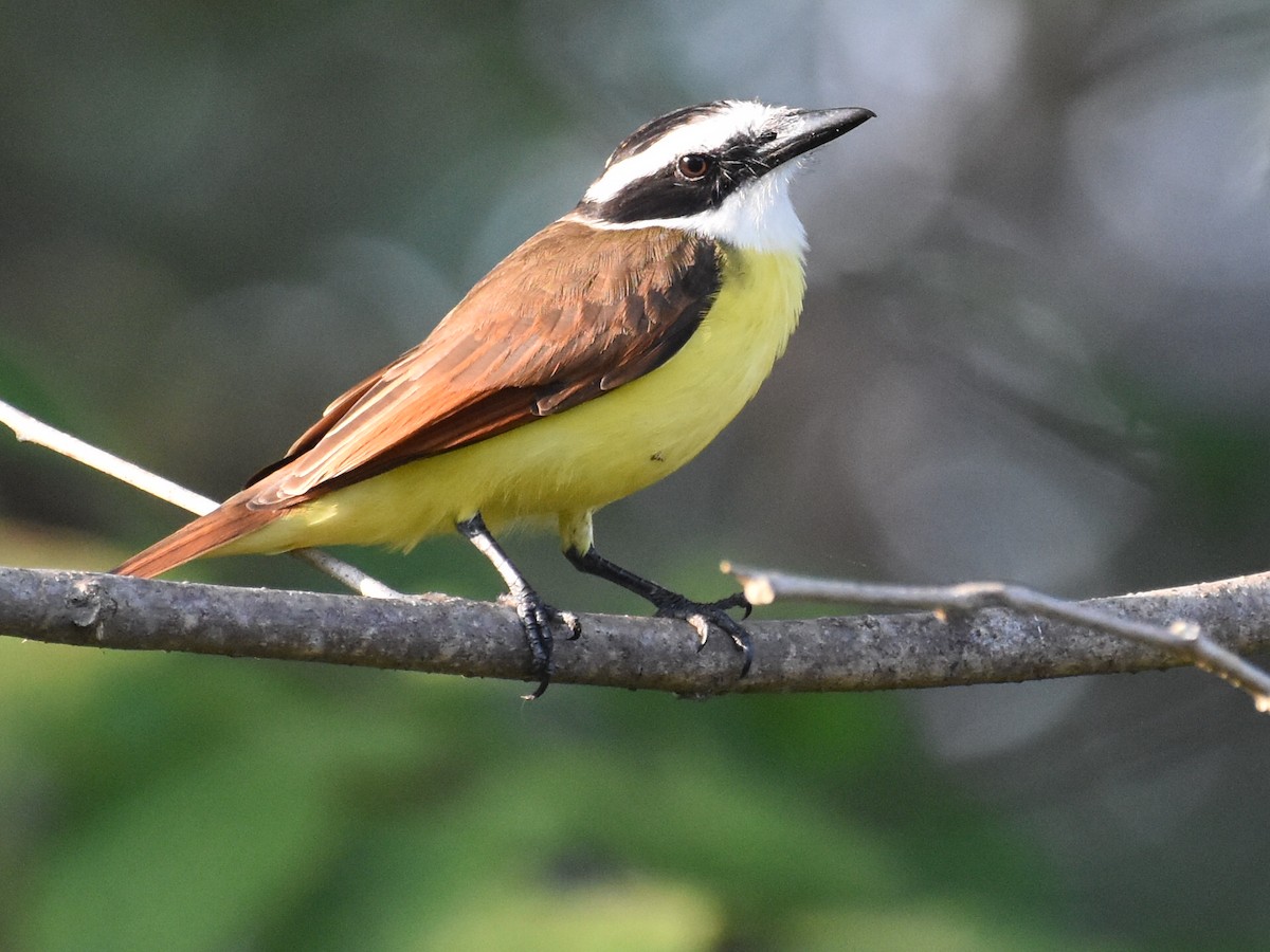 storkiskadi - ML646882451