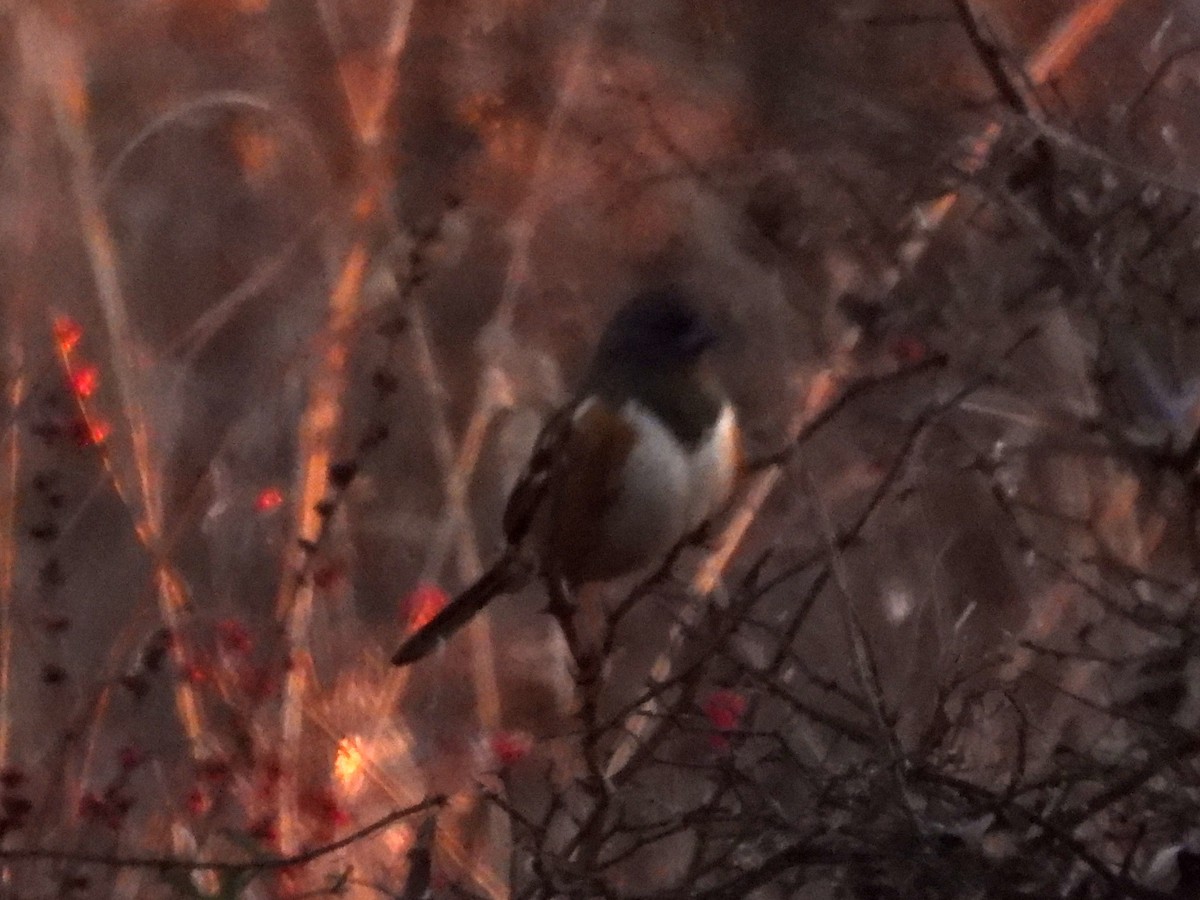 flekktovi - ML646882452