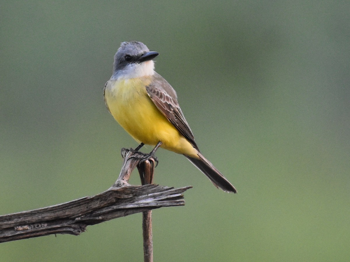 tropekongetyrann - ML646882454