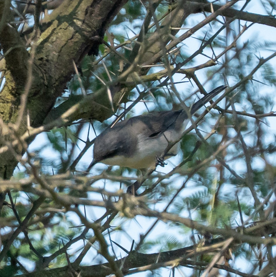 møller - ML646882455