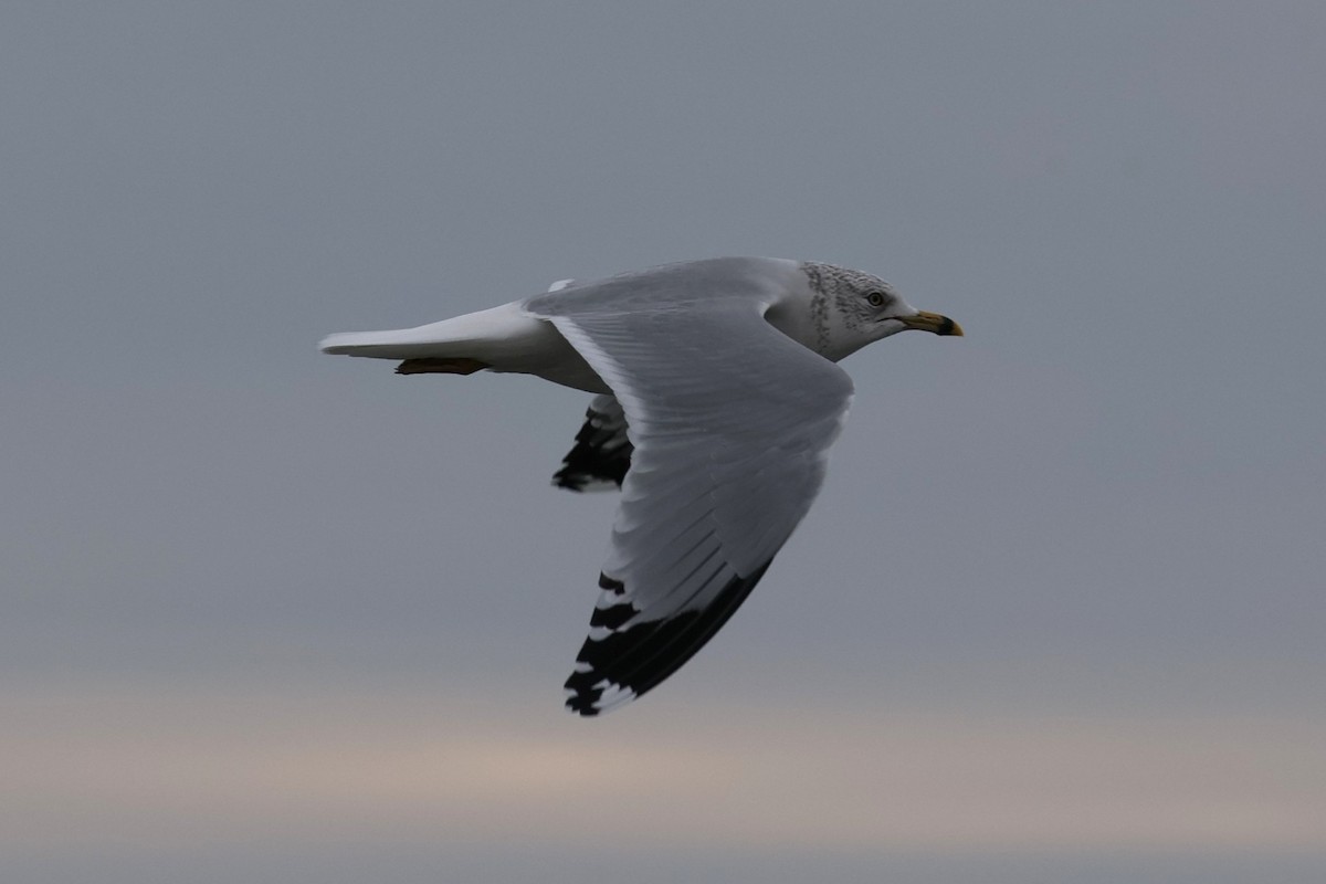 ringnebbmåke - ML646882457