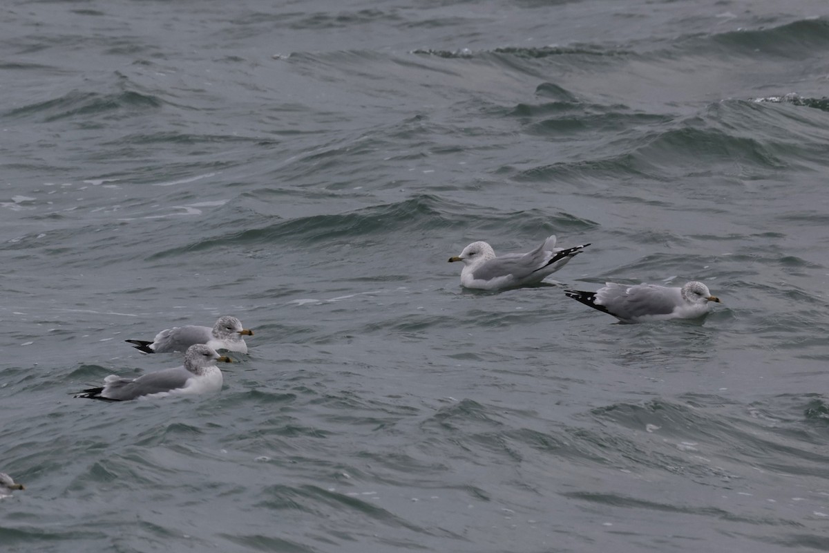 ringnebbmåke - ML646882458